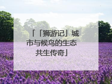 「狮游记」城市与候鸟的生态共生传奇