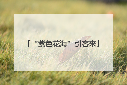 “紫色花海”引客来
