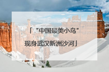 “中国最美小鸟”现身武汉新洲沙河