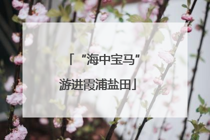 “海中宝马”游进霞浦盐田