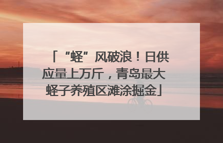 “蛏”风破浪！日供应量上万斤，青岛最大蛏子养殖区滩涂掘金