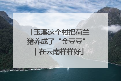 玉溪这个村把荷兰猪养成了“金豆豆”｜在云南样样好