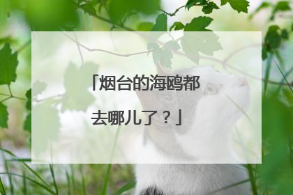 烟台的海鸥都去哪儿了？