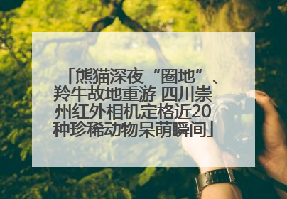 熊猫深夜“圈地”、羚牛故地重游 四川崇州红外相机定格近20种珍稀动物呆萌瞬间