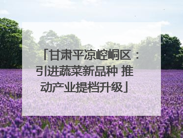 甘肃平凉崆峒区：引进蔬菜新品种 推动产业提档升级