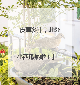 皮薄多汁，北务小西瓜熟啦！
