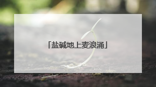盐碱地上麦浪涌