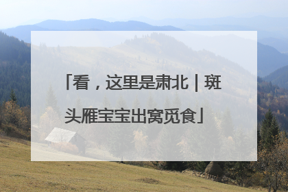 看，这里是肃北｜斑头雁宝宝出窝觅食