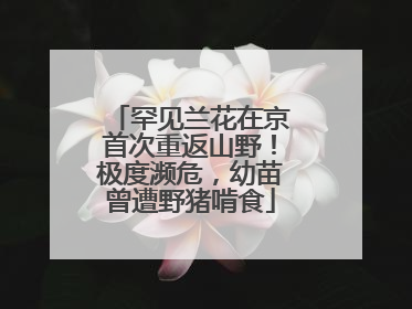 罕见兰花在京首次重返山野！极度濒危，幼苗曾遭野猪啃食
