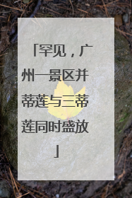 罕见，广州一景区并蒂莲与三蒂莲同时盛放