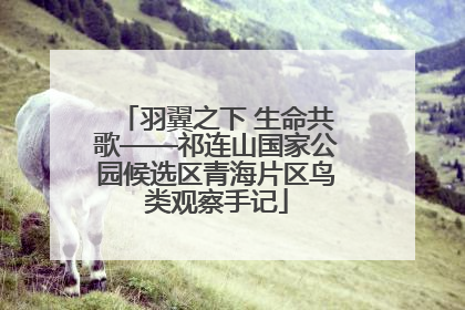 羽翼之下 生命共歌——祁连山国家公园候选区青海片区鸟类观察手记