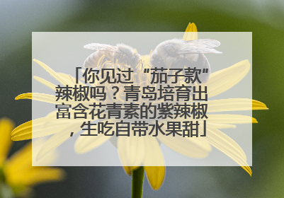 你见过“茄子款”辣椒吗？青岛培育出富含花青素的紫辣椒，生吃自带水果甜
