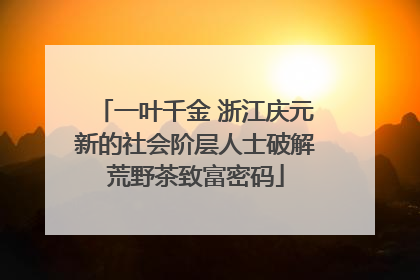 一叶千金 浙江庆元新的社会阶层人士破解荒野茶致富密码
