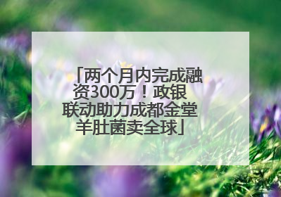 两个月内完成融资300万！政银联动助力成都金堂羊肚菌卖全球