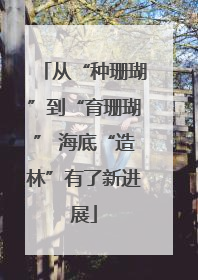 从“种珊瑚”到“育珊瑚” 海底“造林”有了新进展