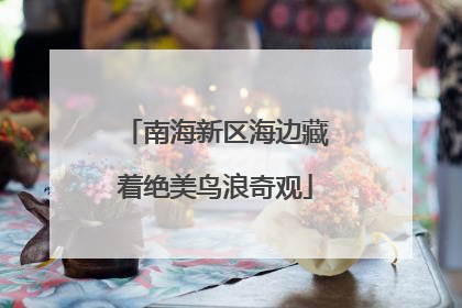 南海新区海边藏着绝美鸟浪奇观