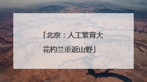 北京：人工繁育大花杓兰重返山野