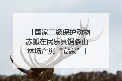 国家二级保护动物赤狐在民乐县锯条山林场产崽“安家”