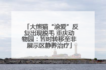 大熊猫“渝爱”反复出现脱毛 重庆动物园：暂时转移至非展示区静养治疗