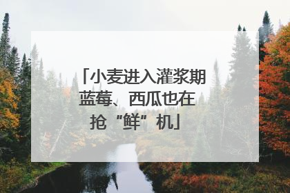 小麦进入灌浆期 蓝莓、西瓜也在抢“鲜”机