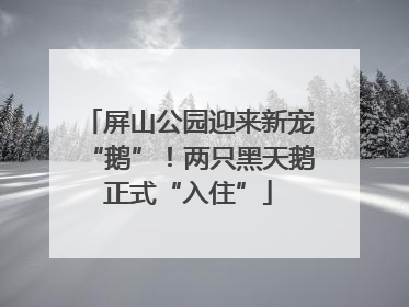 屏山公园迎来新宠“鹅”！两只黑天鹅正式“入住”