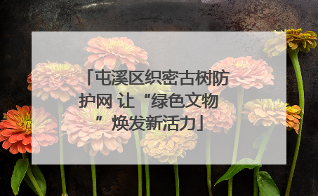 屯溪区织密古树防护网 让“绿色文物”焕发新活力