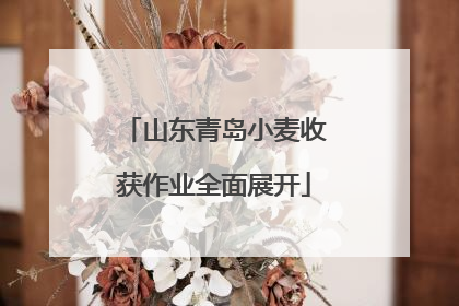山东青岛小麦收获作业全面展开
