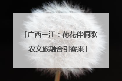 广西三江：荷花伴侗歌 农文旅融合引客来