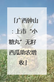 广西钟山：上市“小糖丸”无籽西瓜助农增收