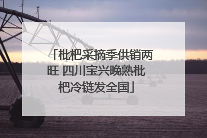 枇杷采摘季供销两旺 四川宝兴晚熟枇杷冷链发全国