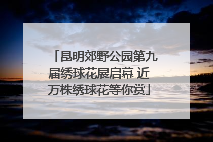 昆明郊野公园第九届绣球花展启幕 近万株绣球花等你赏