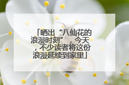 晒出“八仙花的浪漫时刻”，今天，不少读者将这份浪漫延续到家里