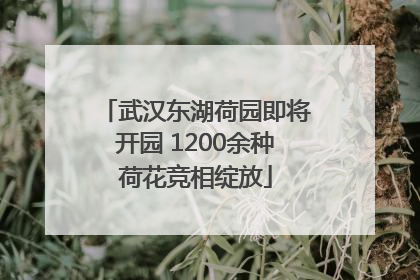 武汉东湖荷园即将开园 1200余种荷花竞相绽放