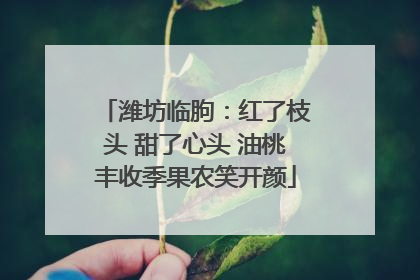 潍坊临朐：红了枝头 甜了心头 油桃丰收季果农笑开颜