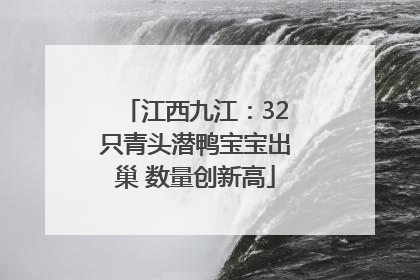 江西九江：32只青头潜鸭宝宝出巢 数量创新高
