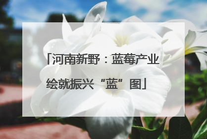 河南新野：蓝莓产业绘就振兴“蓝”图