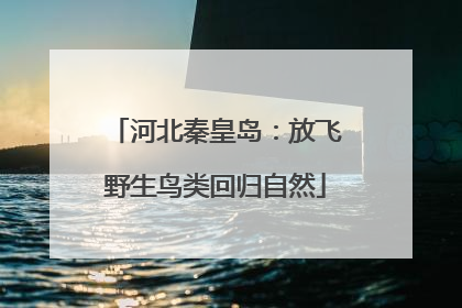 河北秦皇岛：放飞野生鸟类回归自然