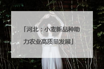 河北：小麦新品种助力农业高质量发展