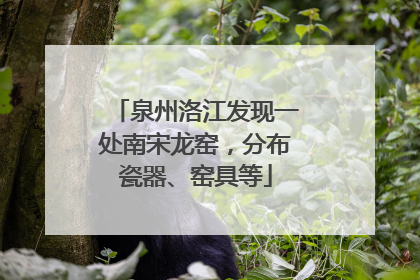 泉州洛江发现一处南宋龙窑，分布瓷器、窑具等