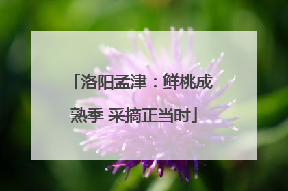 洛阳孟津：鲜桃成熟季 采摘正当时