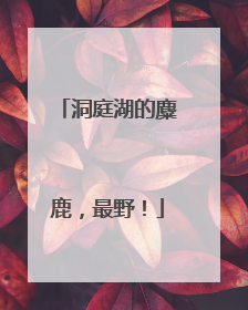 洞庭湖的麋鹿，最野！