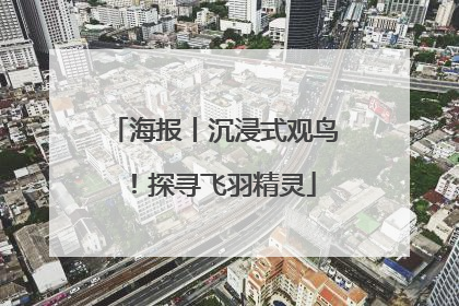 海报丨沉浸式观鸟！探寻飞羽精灵