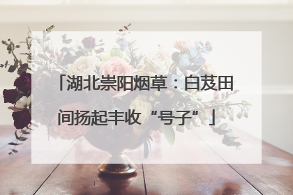 湖北崇阳烟草：白芨田间扬起丰收“号子”