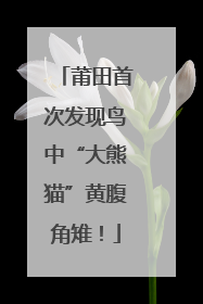 莆田首次发现鸟中“大熊猫”黄腹角雉！