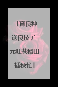 育良种 送良技 广元旺苍稻田插秧忙