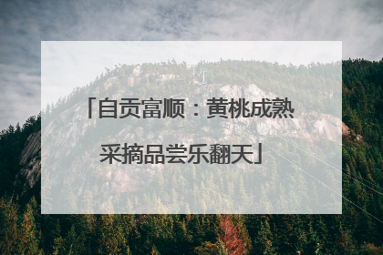 自贡富顺：黄桃成熟 采摘品尝乐翻天