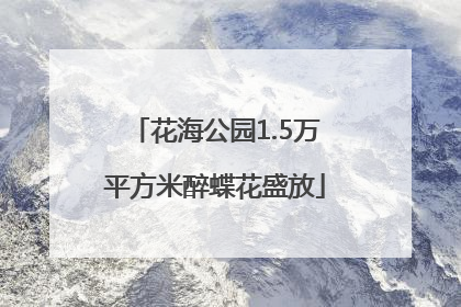 花海公园1.5万平方米醉蝶花盛放