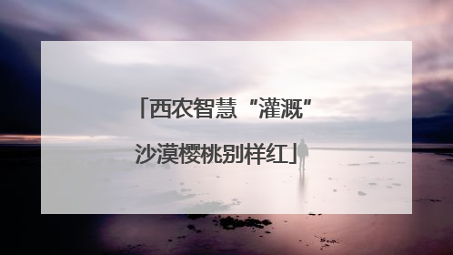 西农智慧“灌溉” 沙漠樱桃别样红