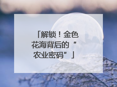 解锁！金色花海背后的“农业密码”