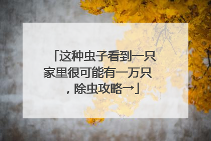 这种虫子看到一只家里很可能有一万只，除虫攻略→